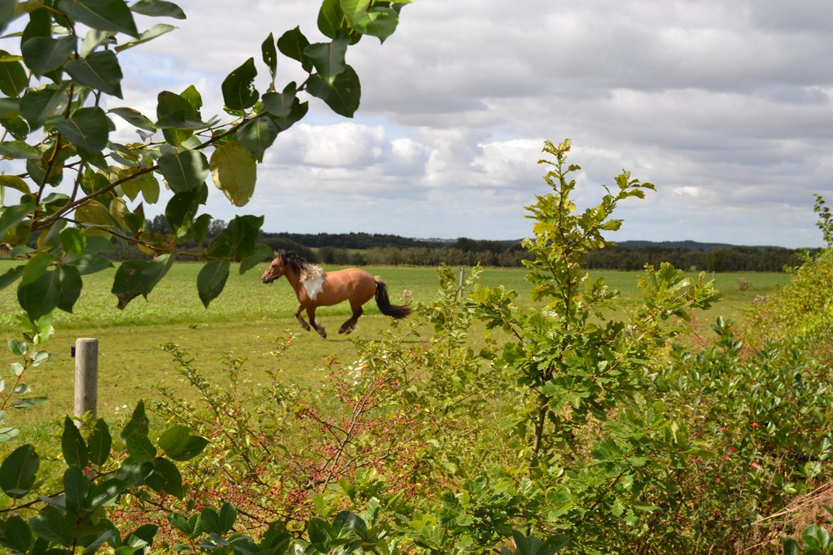 Anden særlig race Isabella billede 8