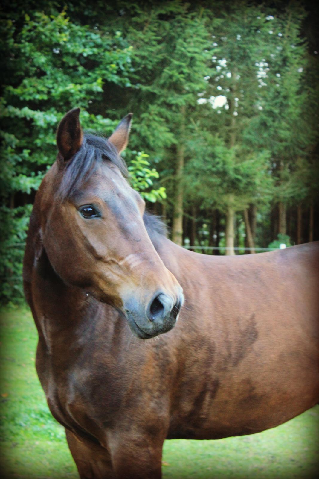 New Forest Meldgaardens Sir Eaton - Vores dejlige eaton billede 1