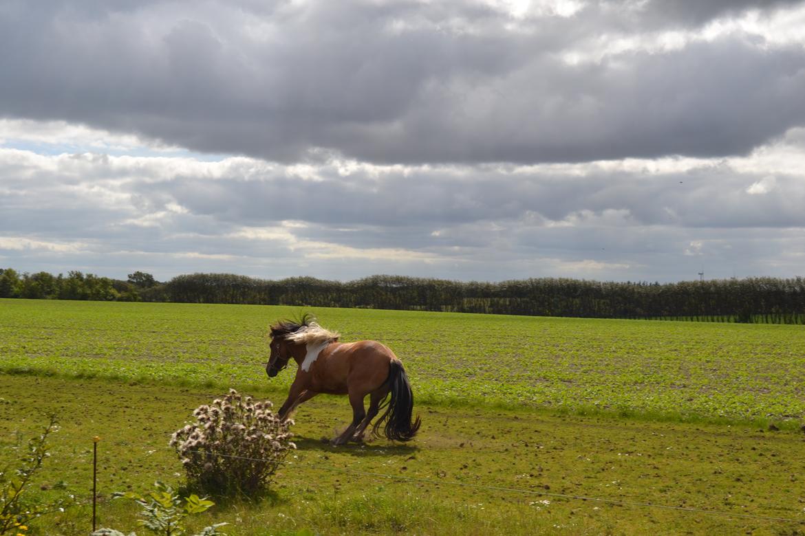 Anden særlig race Isabella billede 18