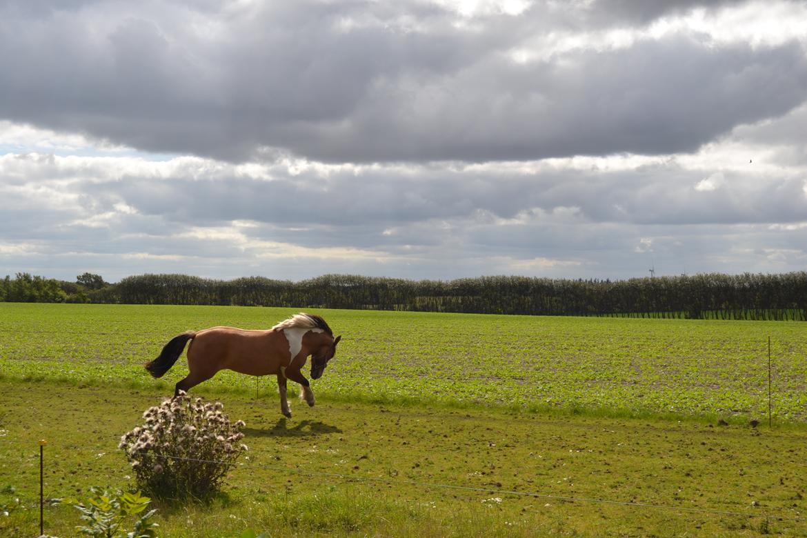 Anden særlig race Isabella billede 19