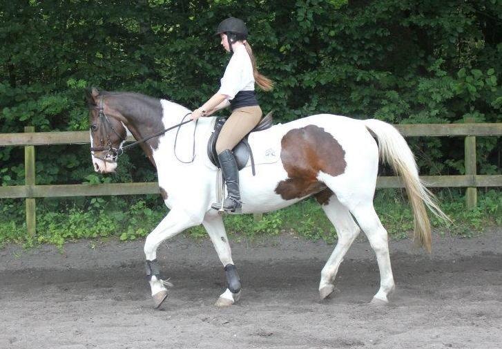 Anden særlig race Maglebjergs Color Girl - Ridelejr 2012 - træning på bane.  billede 2