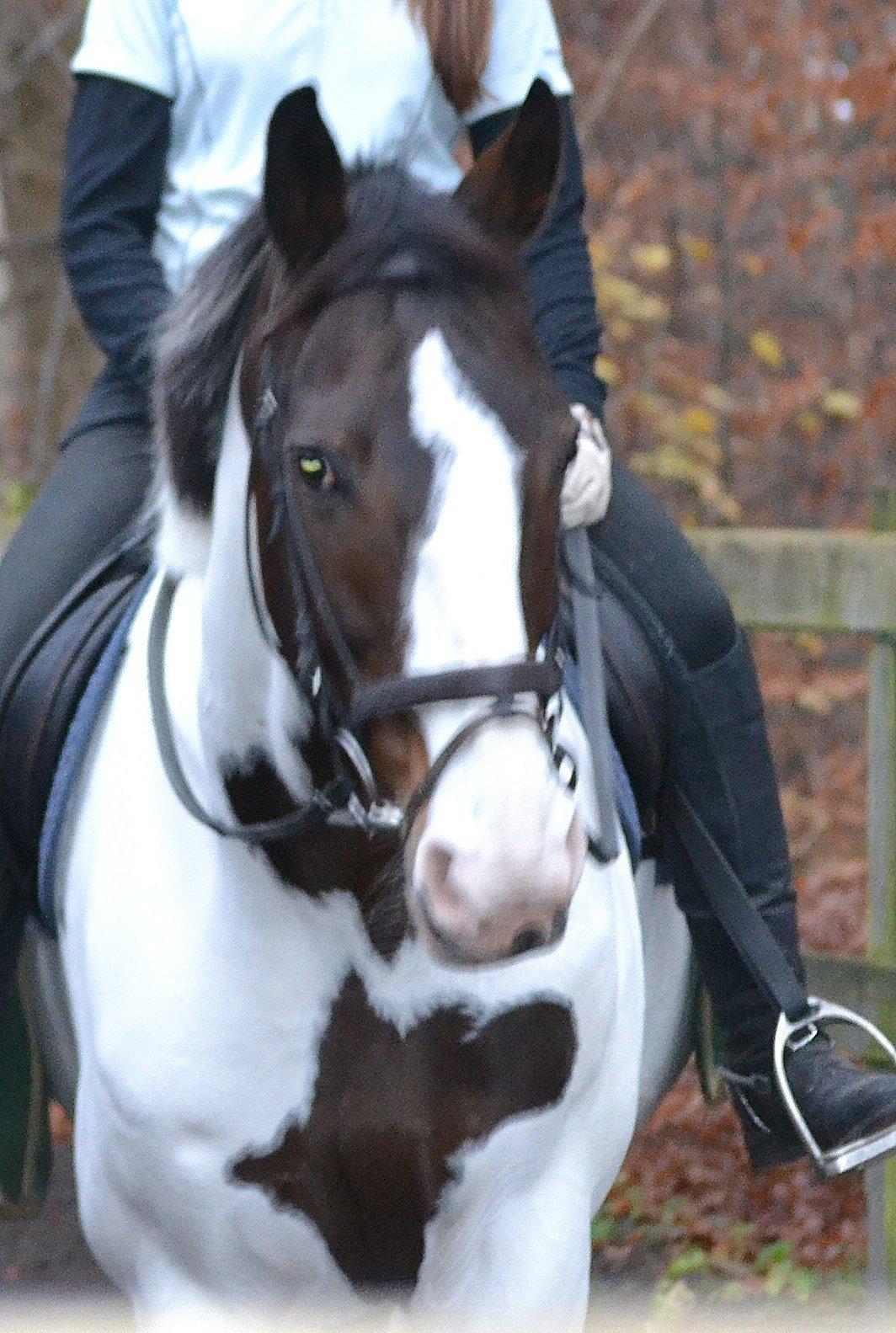Anden særlig race Maglebjergs Color Girl billede 3
