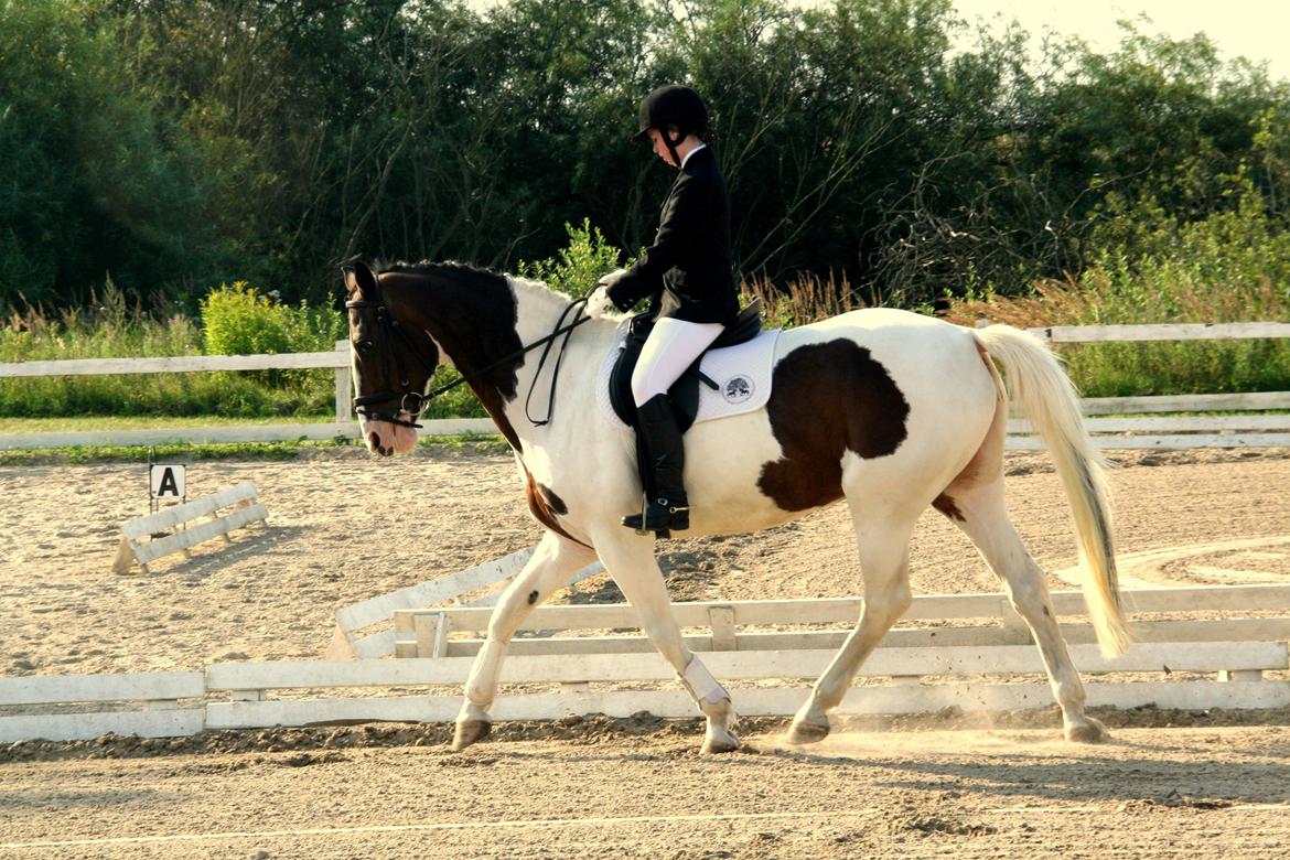 Anden særlig race Maglebjergs Color Girl - stævne på Hillerød Sportsrideklub - LB1 billede 4