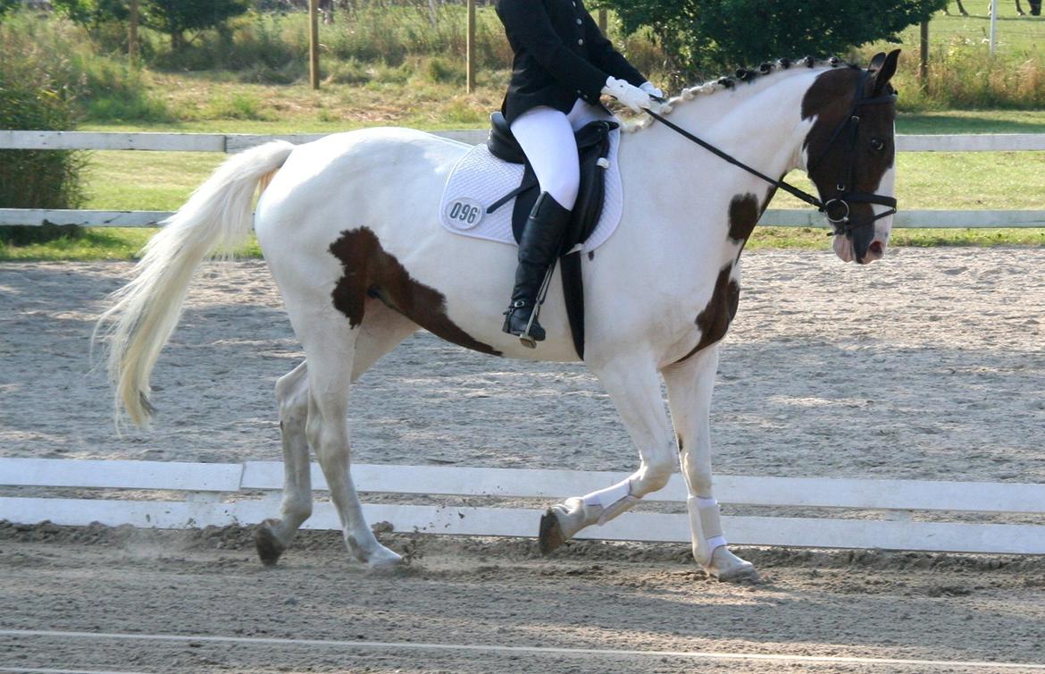 Anden særlig race Maglebjergs Color Girl - stævne på Hillerød Sportsrideklub - LB1 billede 5