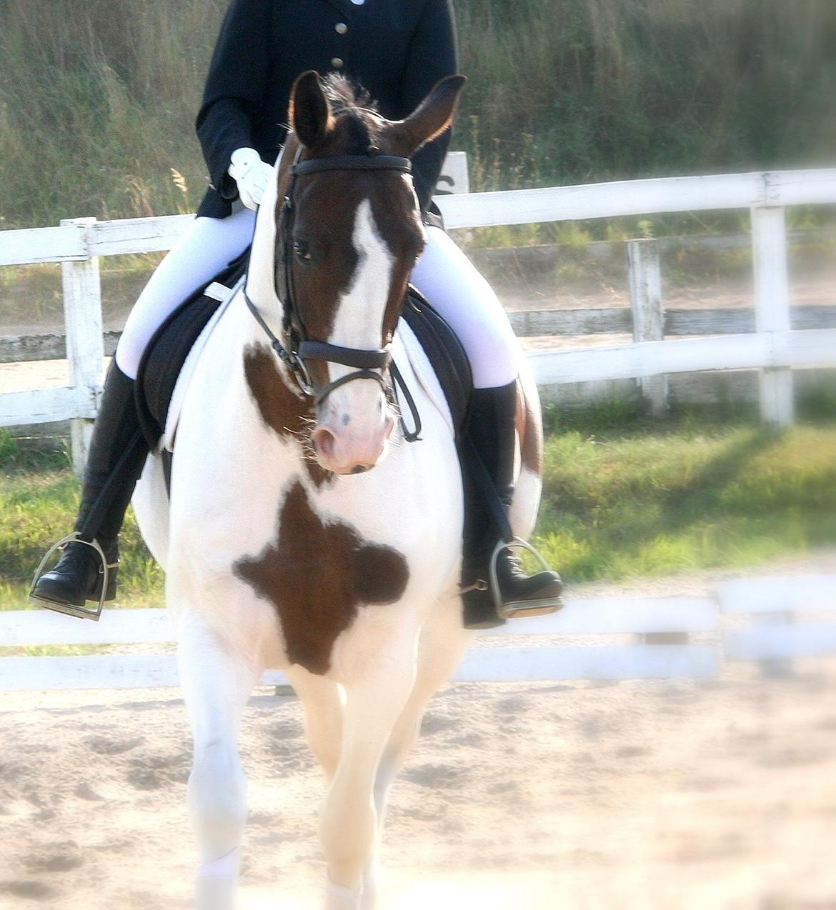 Anden særlig race Maglebjergs Color Girl - stævne på Hillerød Sportsrideklub - LB1 billede 6