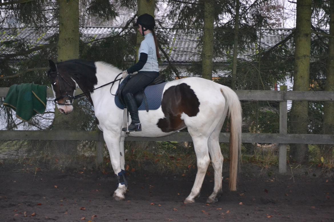 Anden særlig race Maglebjergs Color Girl billede 8