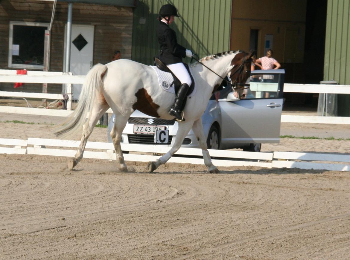 Anden særlig race Maglebjergs Color Girl - stævne på Hillerød Sportsrideklub - LB1 billede 10