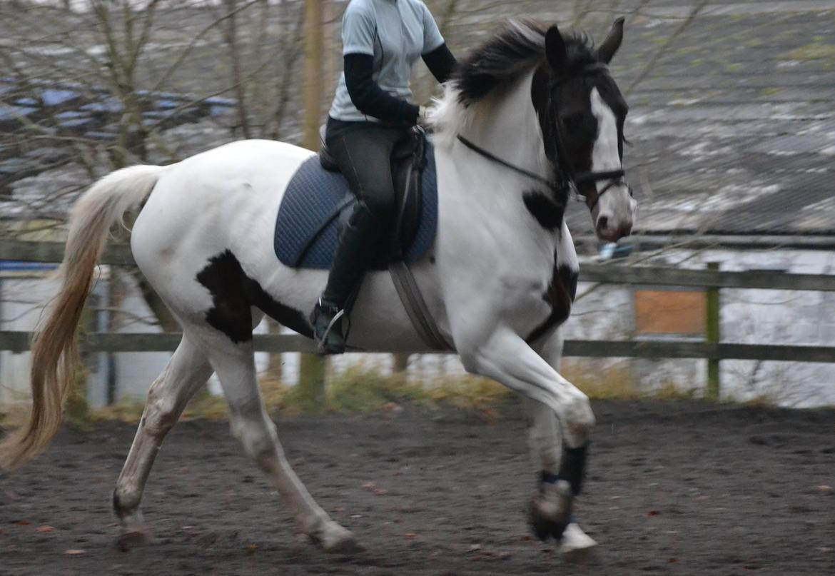 Anden særlig race Maglebjergs Color Girl billede 11