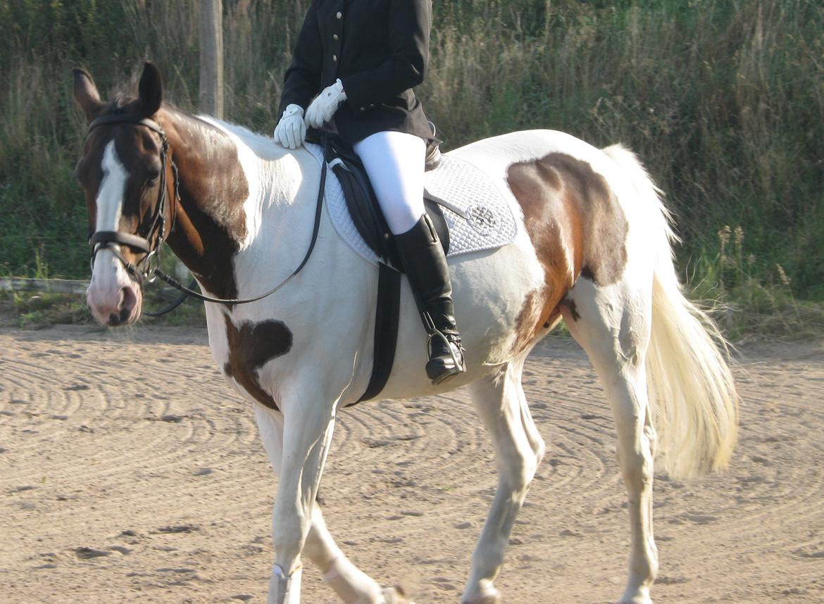 Anden særlig race Maglebjergs Color Girl - stævne på Hillerød Sportsrideklub - LB1 billede 12