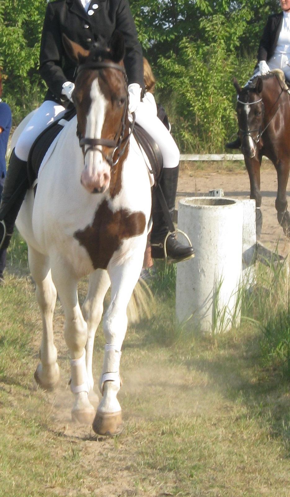 Anden særlig race Maglebjergs Color Girl - stævne på Hillerød Sportsrideklub - LB1 billede 13