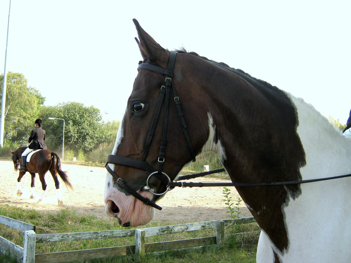 Anden særlig race Maglebjergs Color Girl - stævne på Hillerød Sportsrideklub - LB1 billede 14