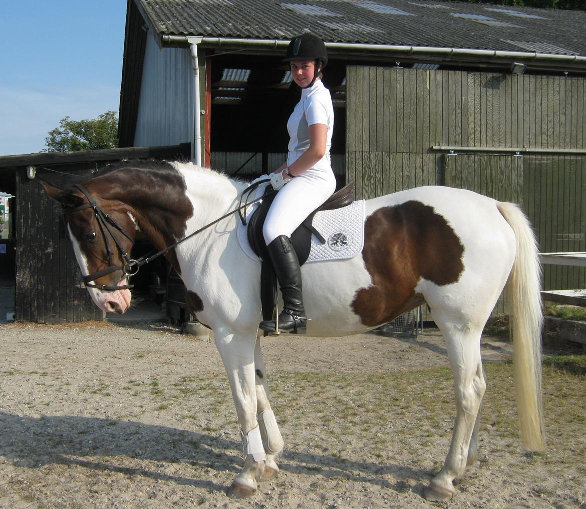 Anden særlig race Maglebjergs Color Girl - stævne på Hillerød Sportsrideklub - LB1 billede 15
