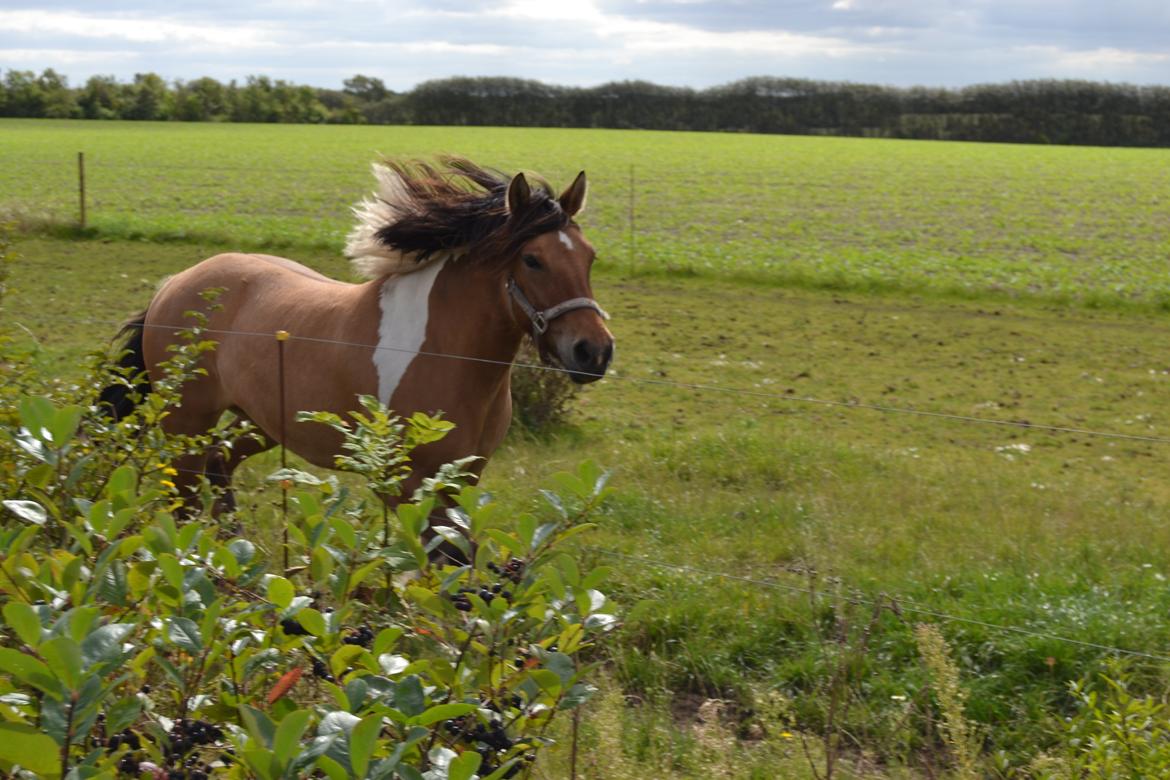Anden særlig race Isabella billede 2
