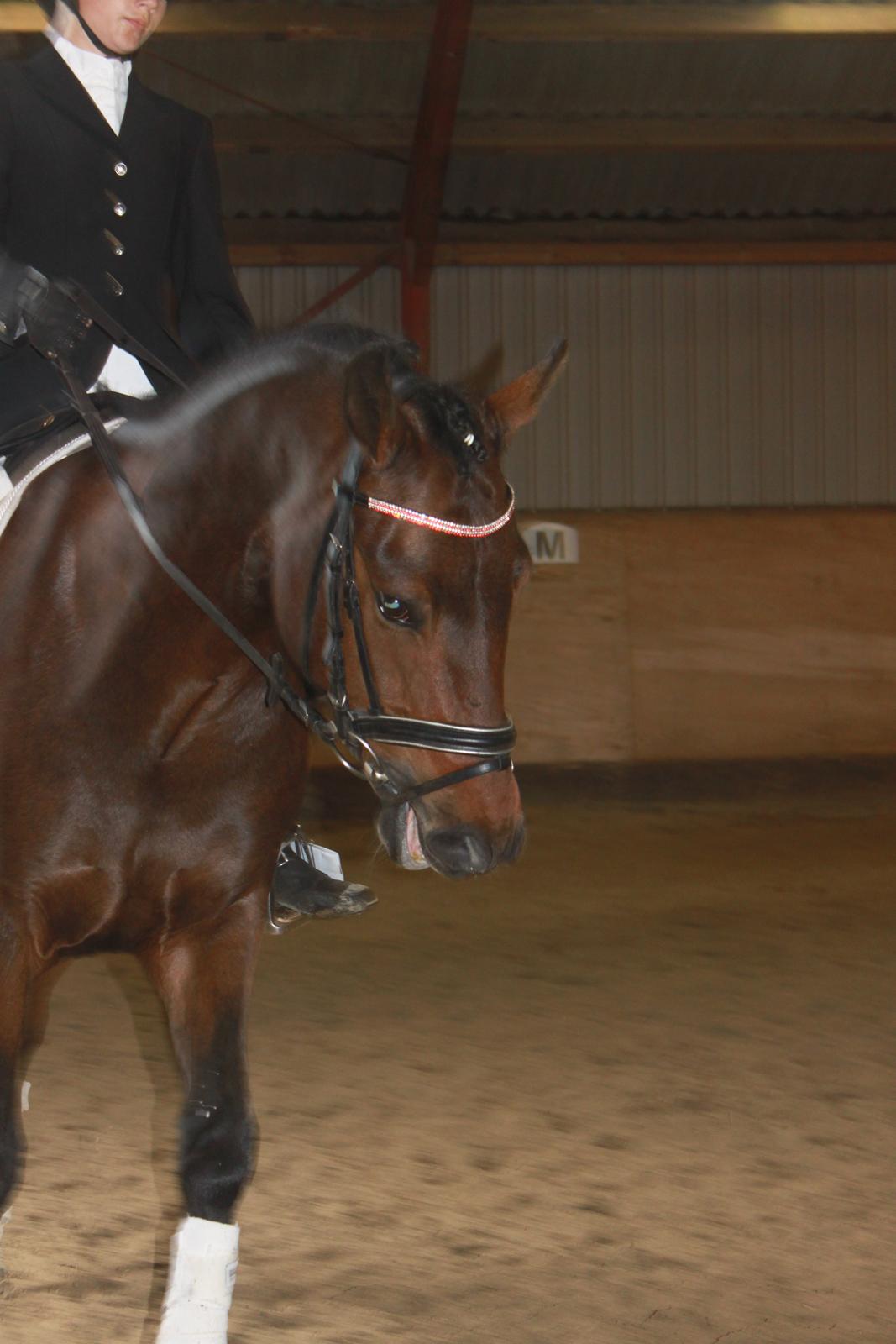 New Forest Meldgaardens Sir Eaton billede 17