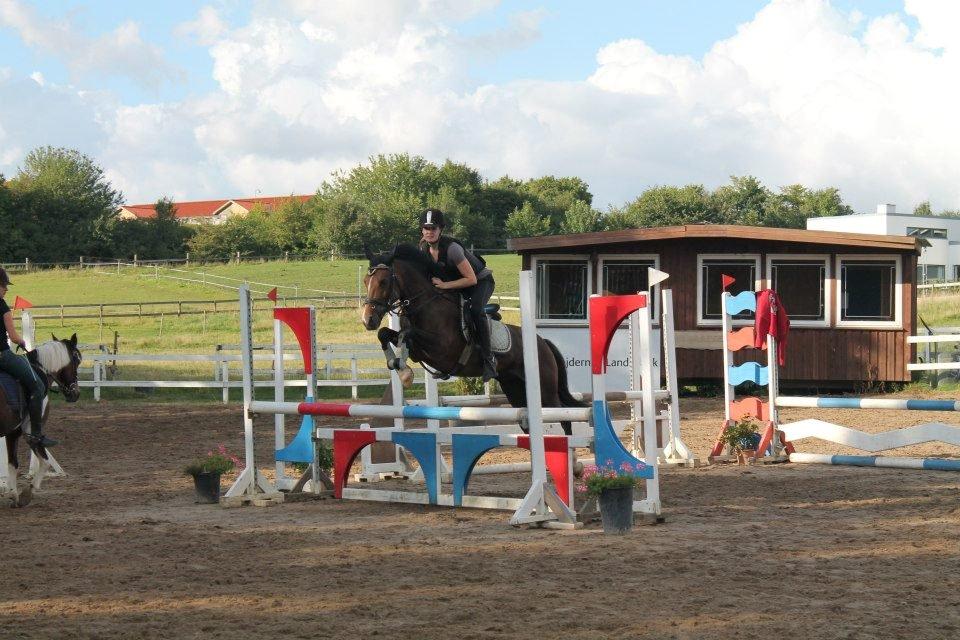 New Forest Lundgaards Bourbon billede 14