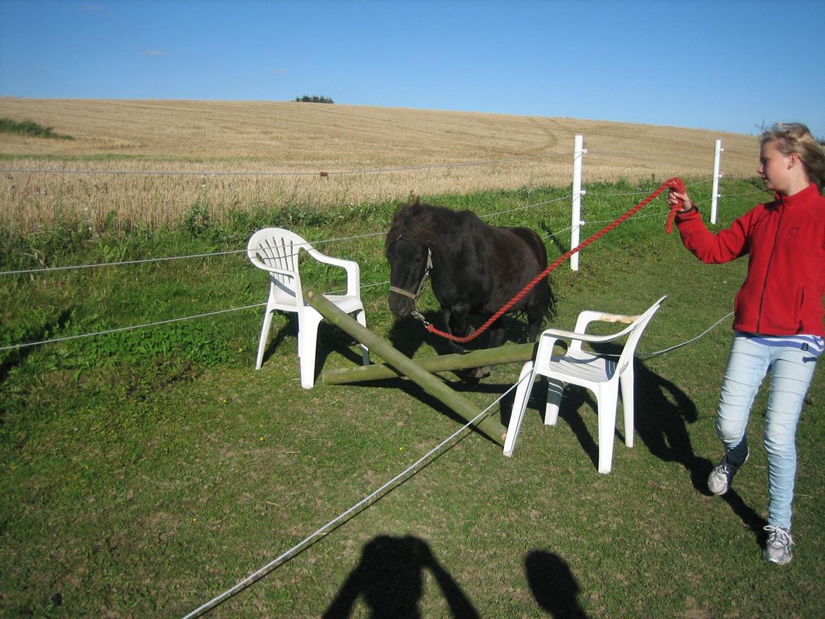 Shetlænder **Sonny** - Wuhuuu! Der er fart over feltet når Sonny springer;-):-D  Det var første gang, og han var så dygtig:-D han sprang 40 cm:-) billede 5