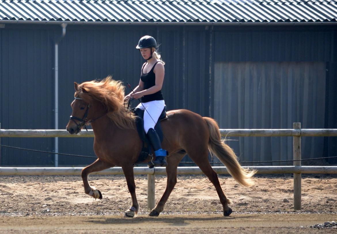 Islænder dúfa fra Lilkjær billede 16