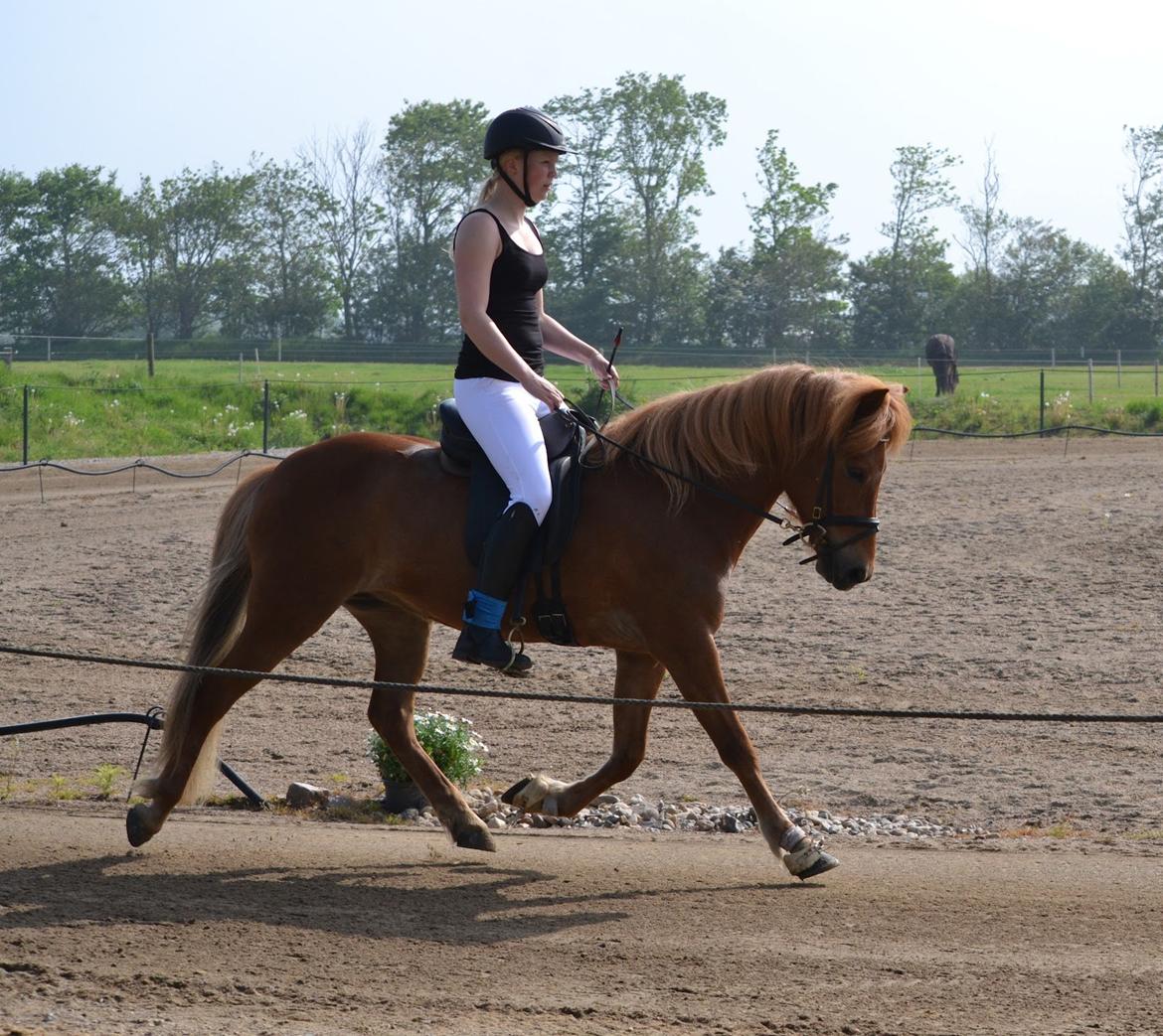 Islænder dúfa fra Lilkjær billede 17