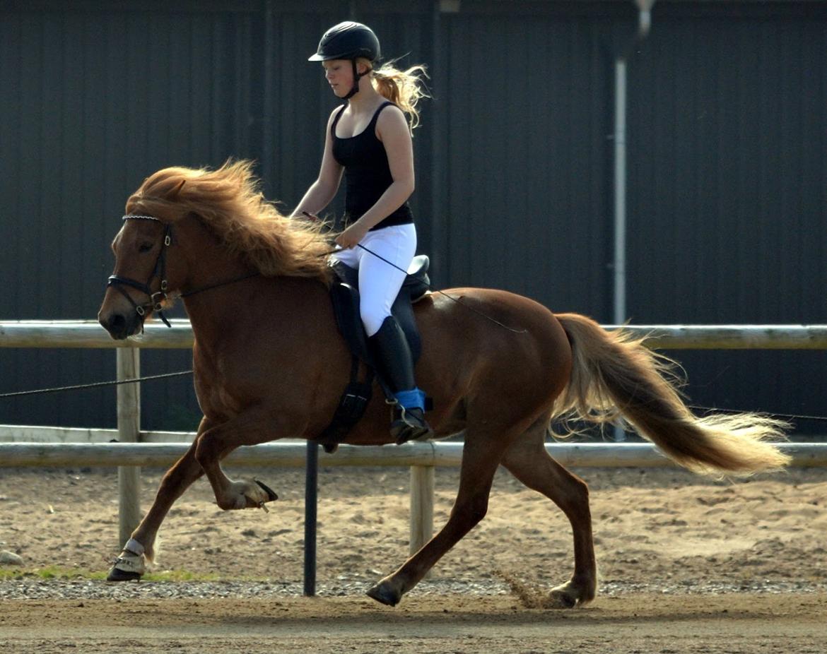 Islænder dúfa fra Lilkjær billede 18