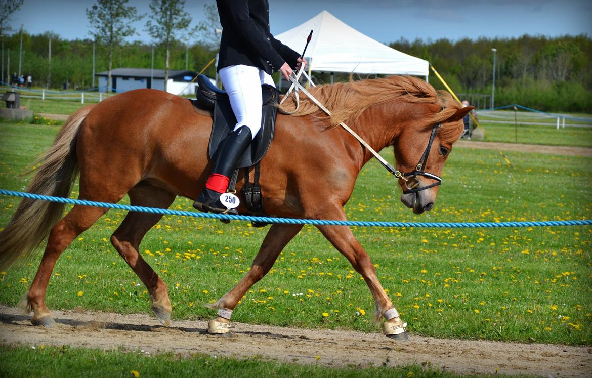 Islænder dúfa fra Lilkjær billede 19