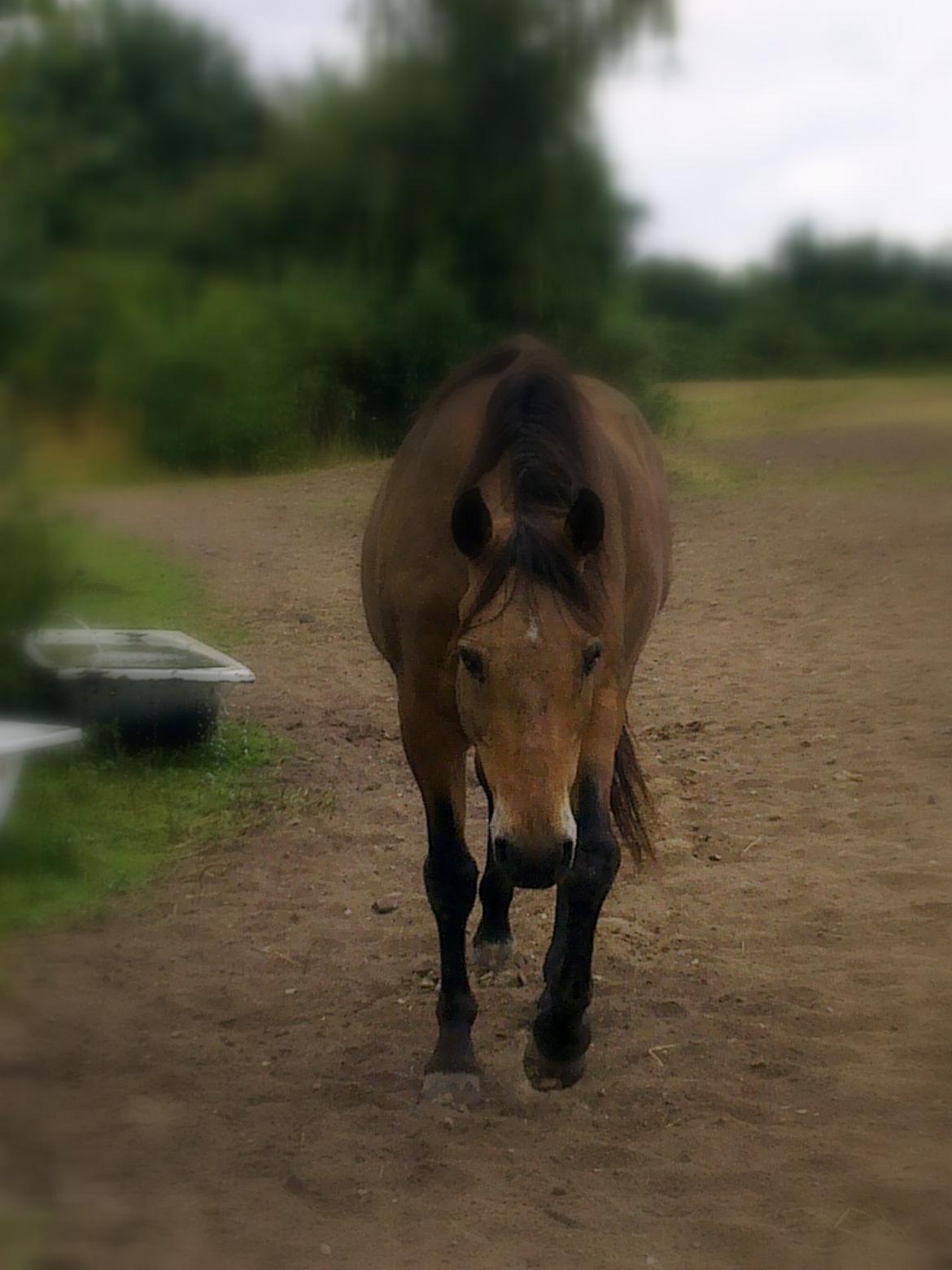 Anden særlig race Topper Too billede 1