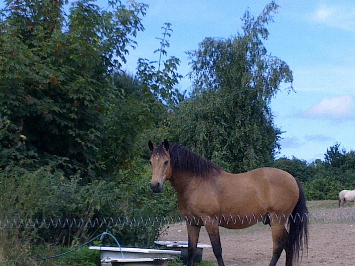 Anden særlig race Topper Too billede 2