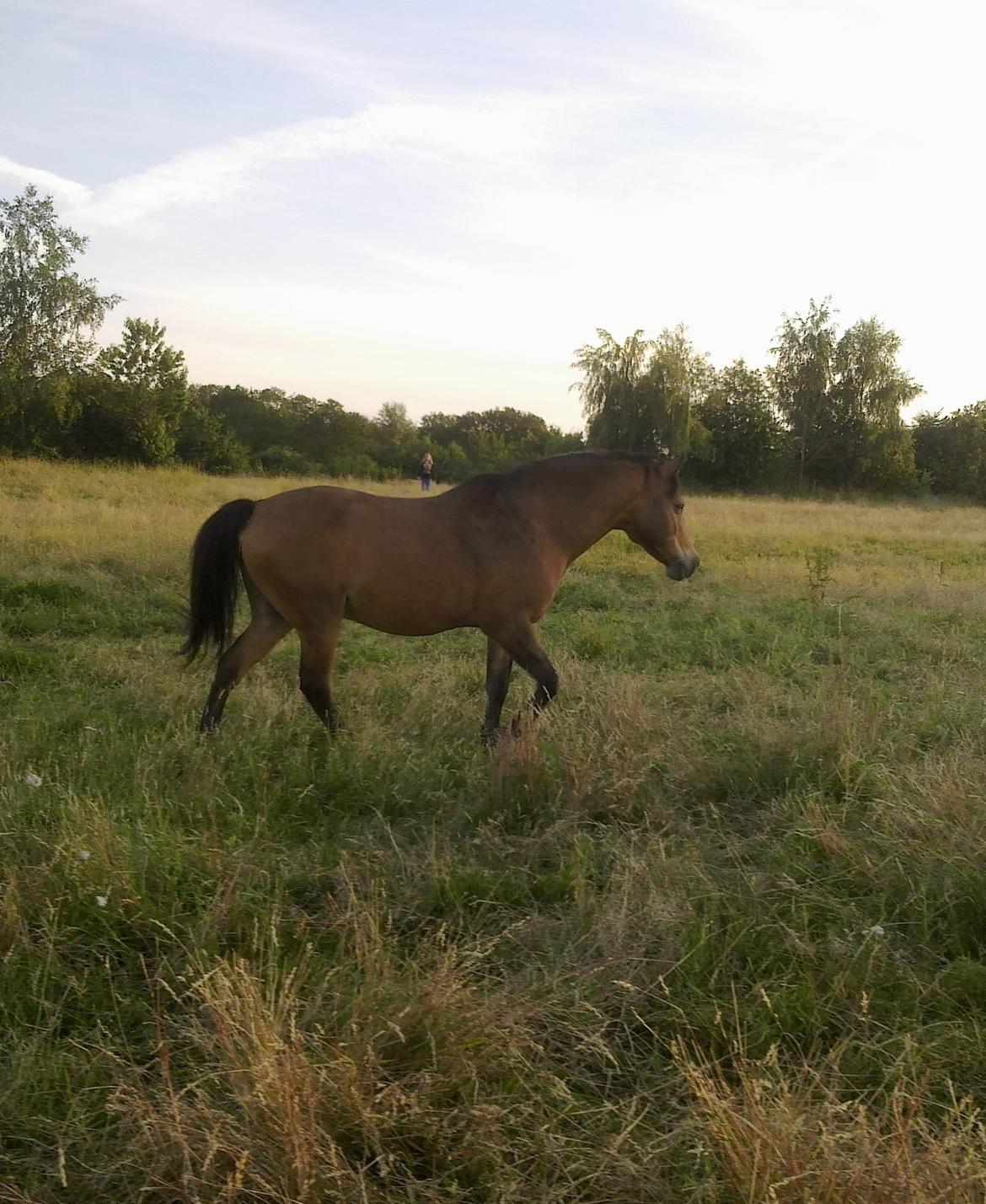 Anden særlig race Topper Too billede 4