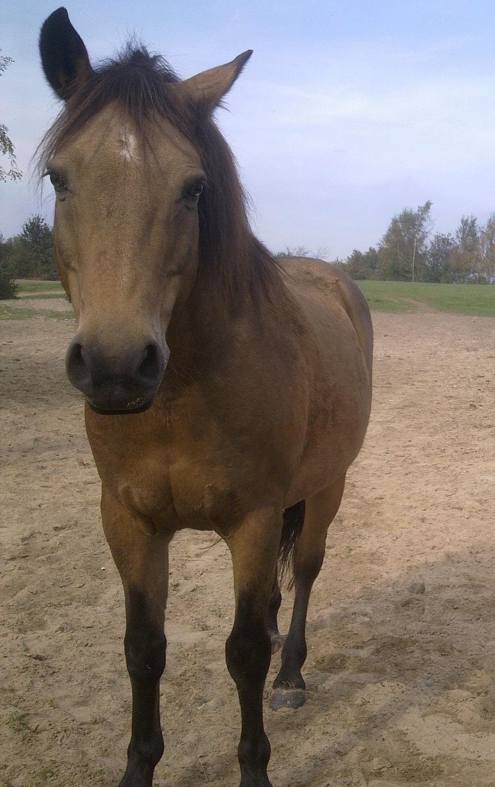 Anden særlig race Topper Too billede 6