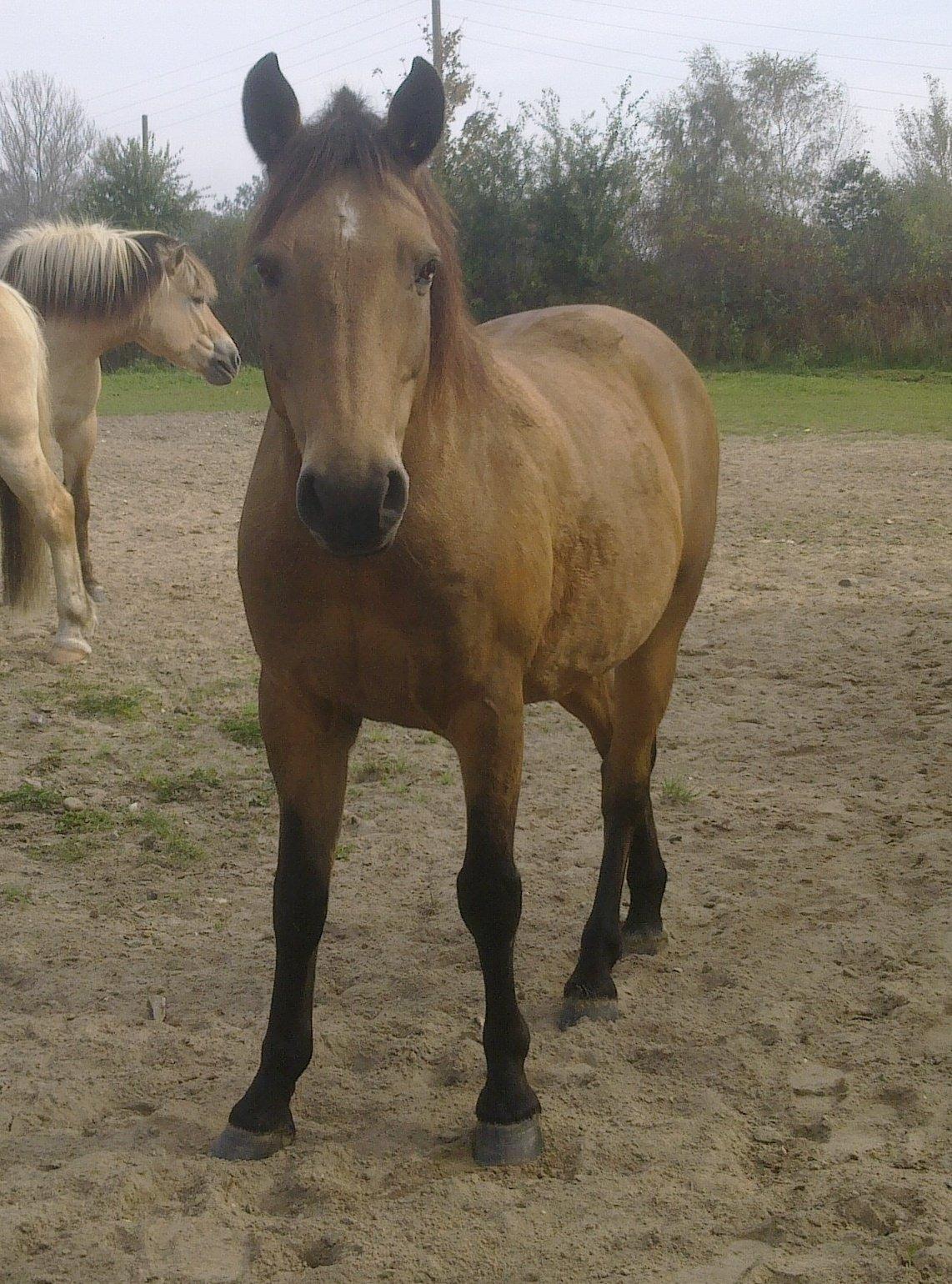 Anden særlig race Topper Too billede 7