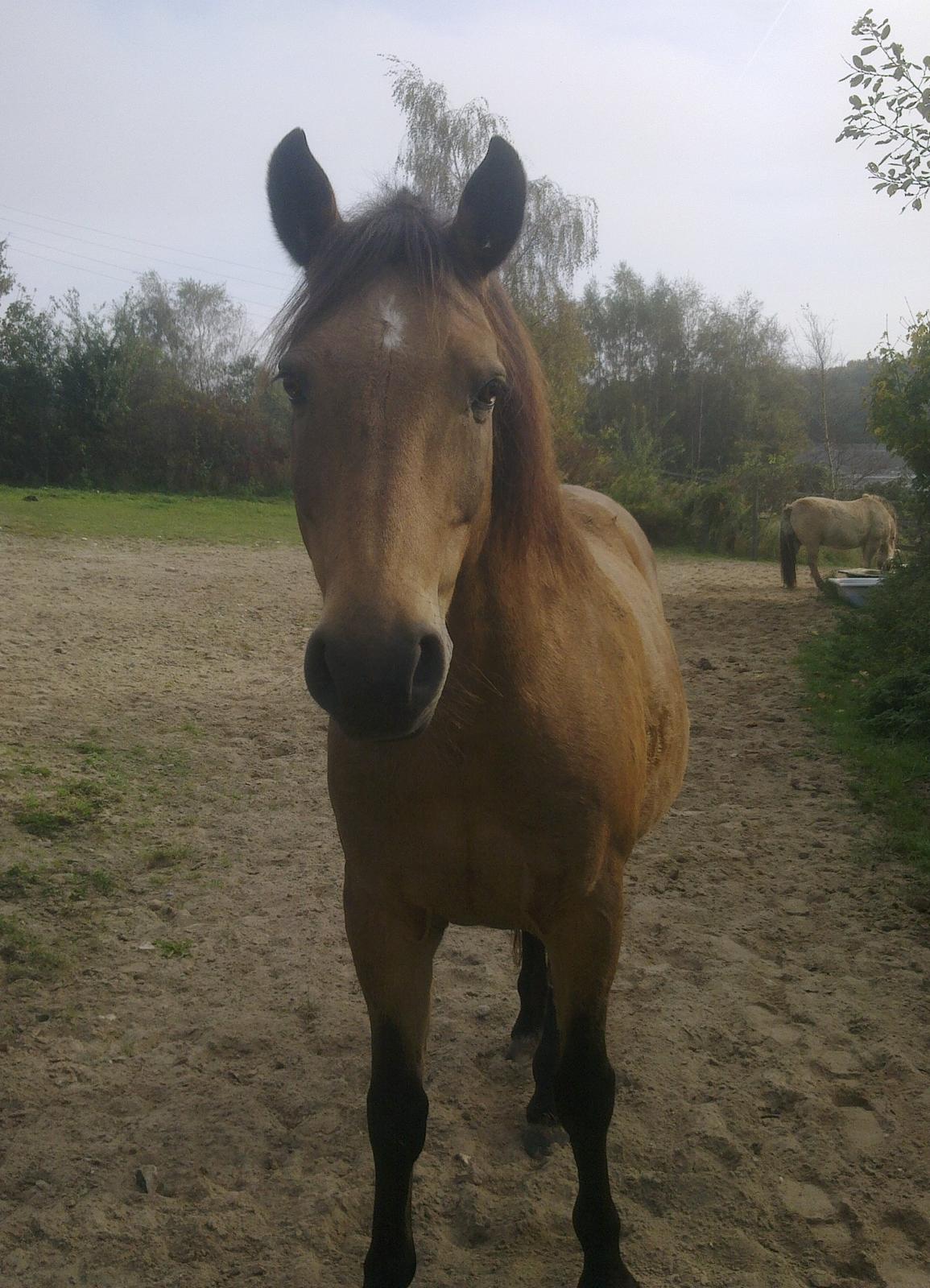 Anden særlig race Topper Too billede 8