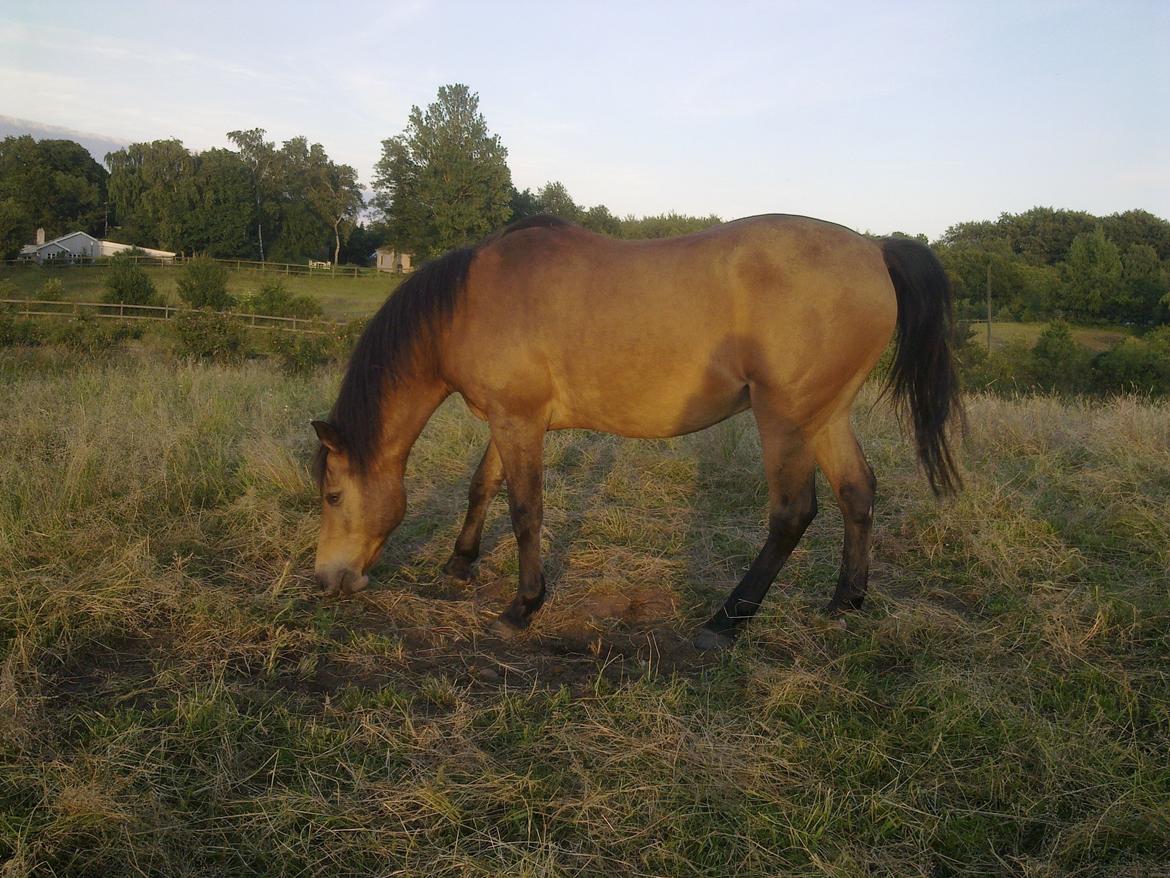 Anden særlig race Topper Too billede 10