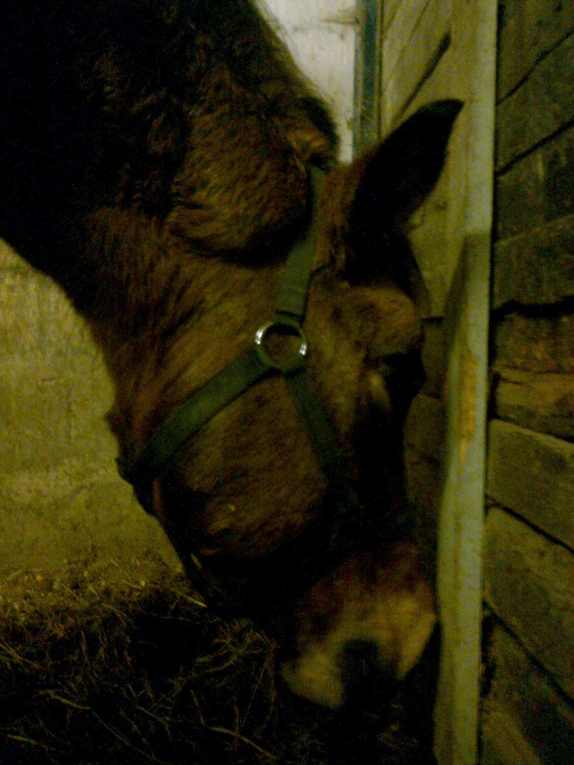 Anden særlig race Topper Too billede 11