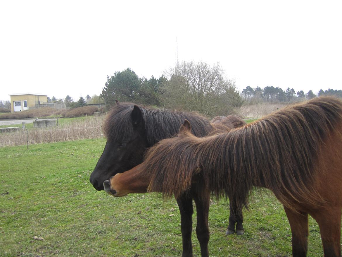 Islænder Loki fra Gjesbækgård billede 14