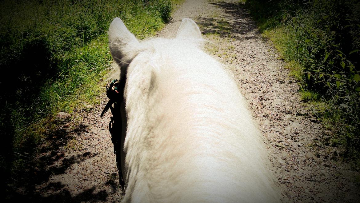 Anden særlig race Junker <3 - Jeg nyder, hver en time, hvert minut, hvert sekundt med dig<3  billede 12