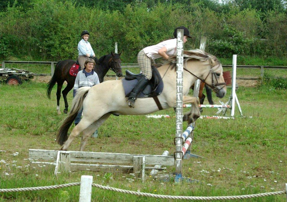 Fjordhest Donald billede 1