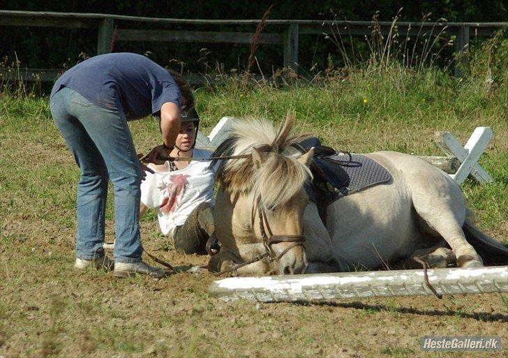 Fjordhest Donald billede 2