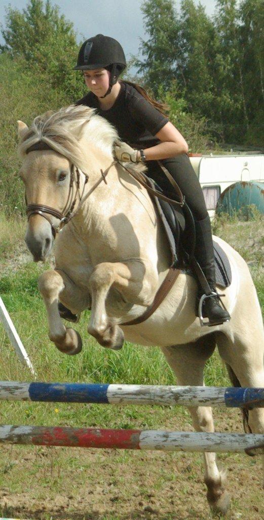 Fjordhest Donald billede 3