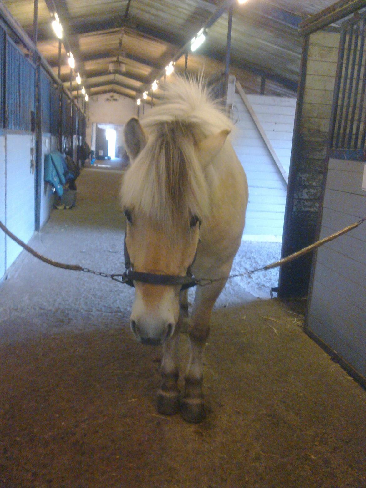 Fjordhest Donald billede 4