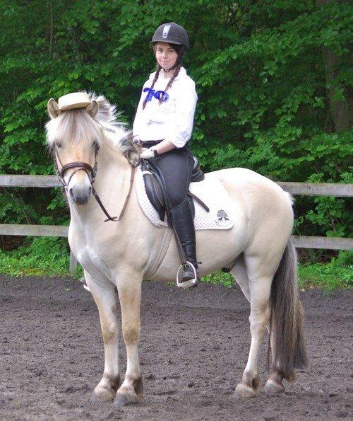 Fjordhest Donald billede 5