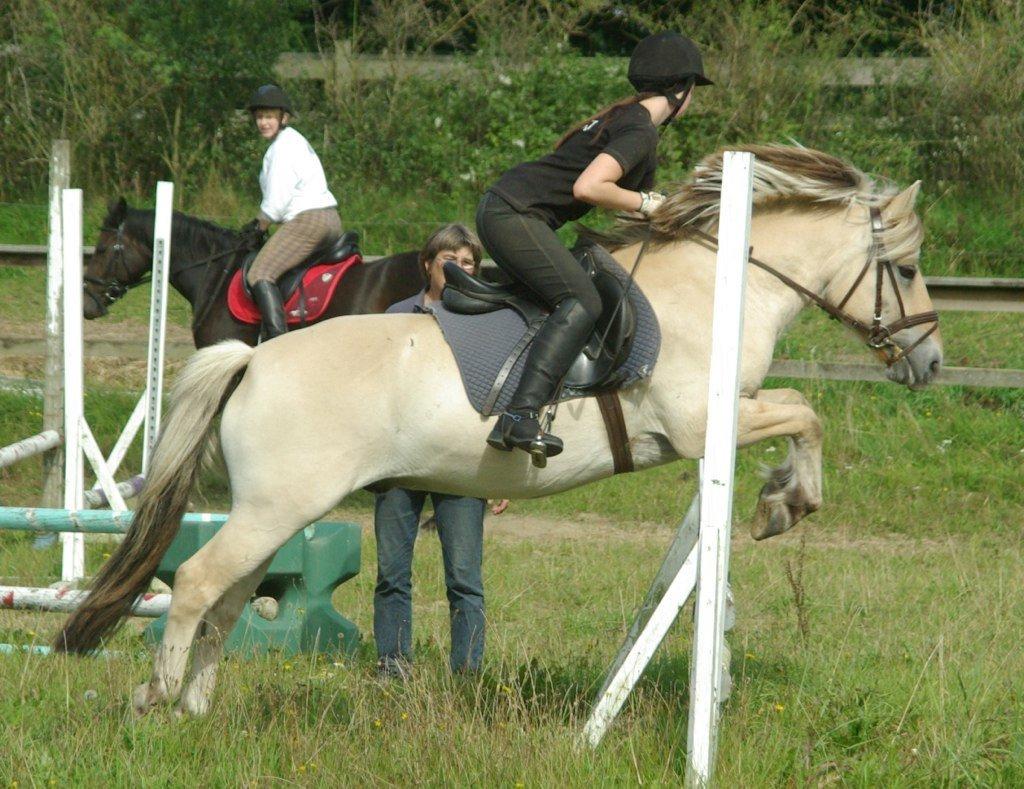 Fjordhest Donald billede 6