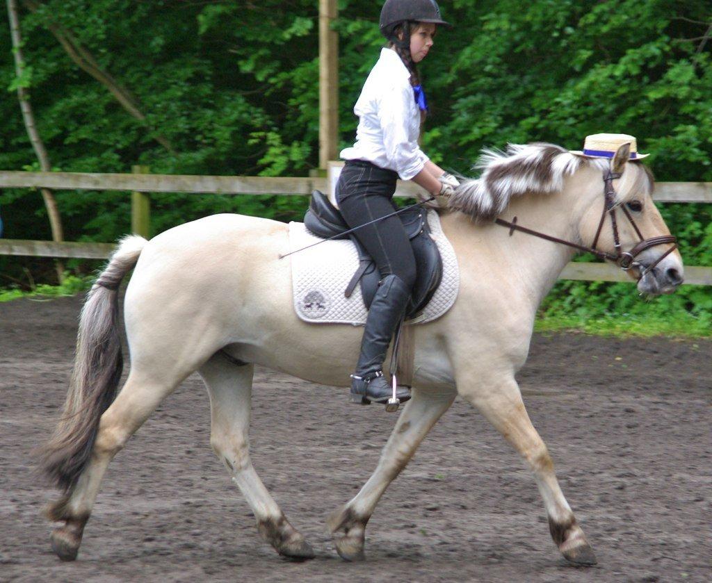 Fjordhest Donald billede 7