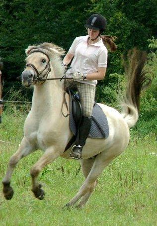 Fjordhest Donald billede 8