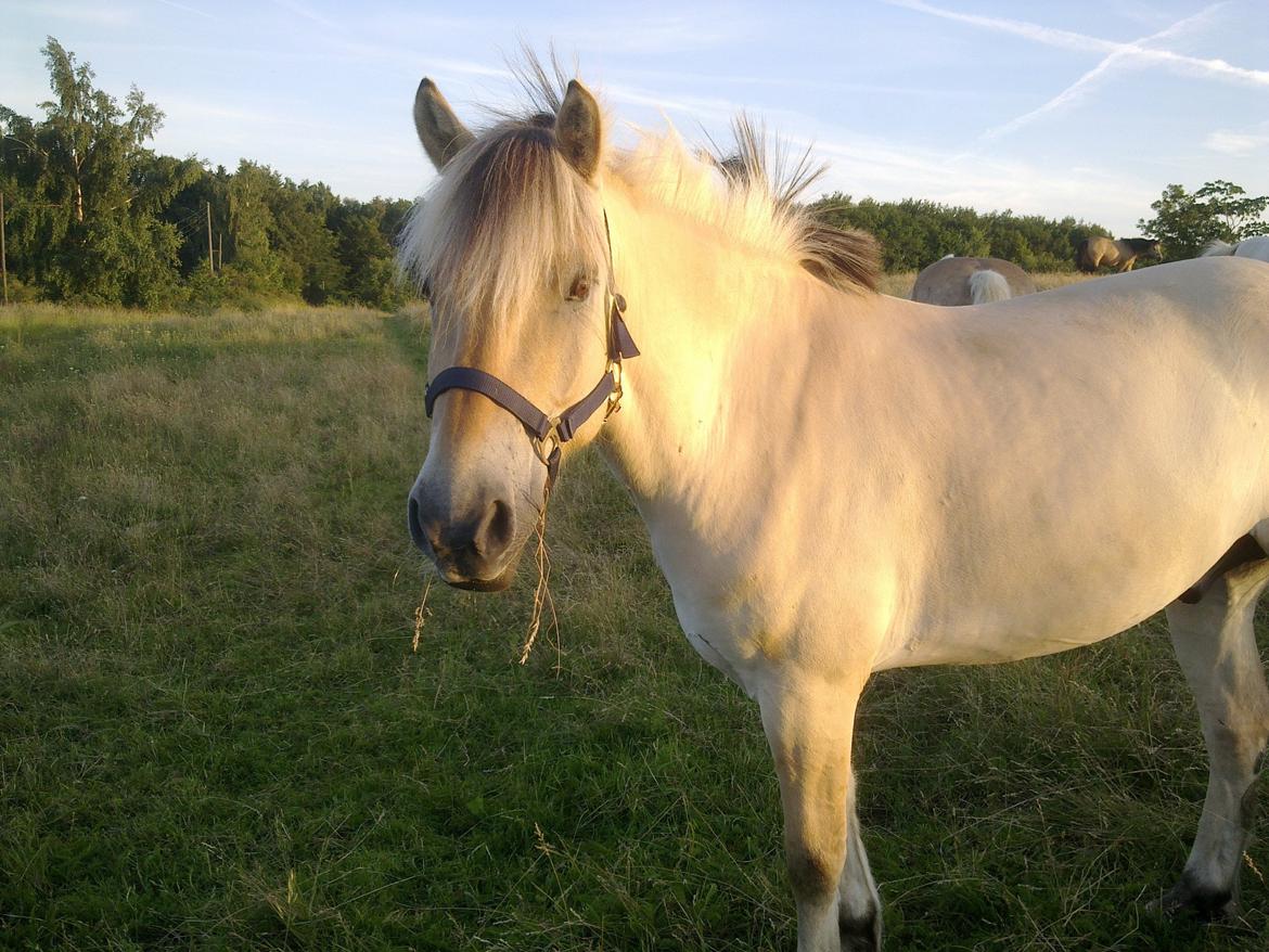 Fjordhest Donald billede 9