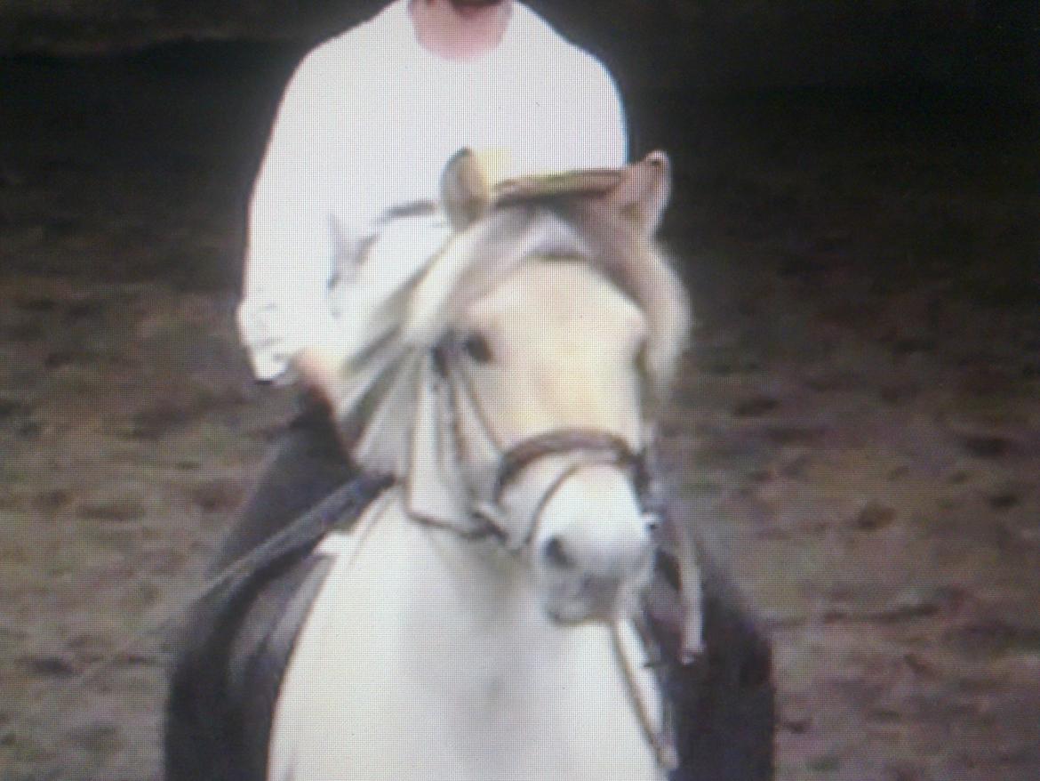 Fjordhest Donald billede 10