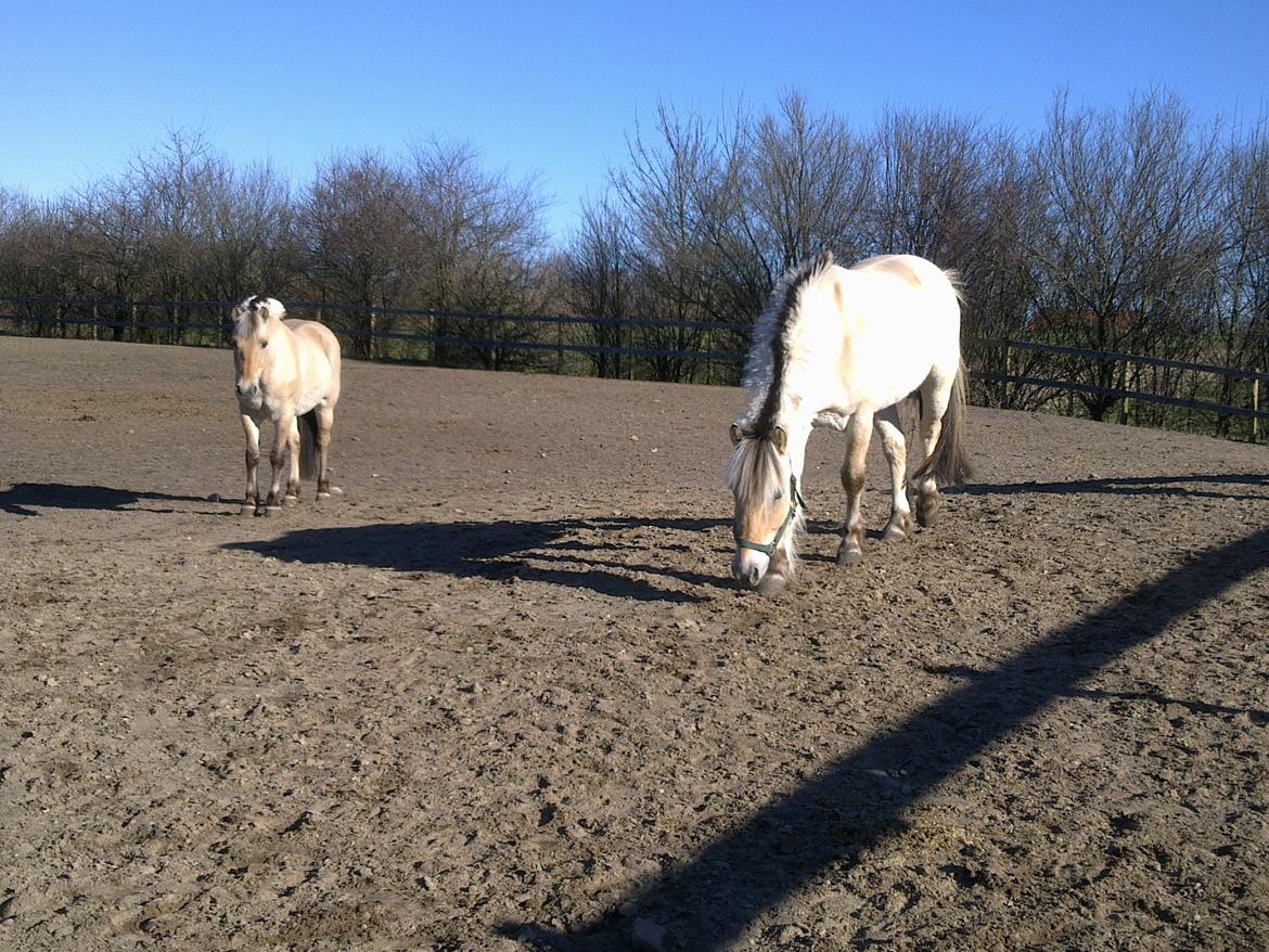 Fjordhest Donald billede 11