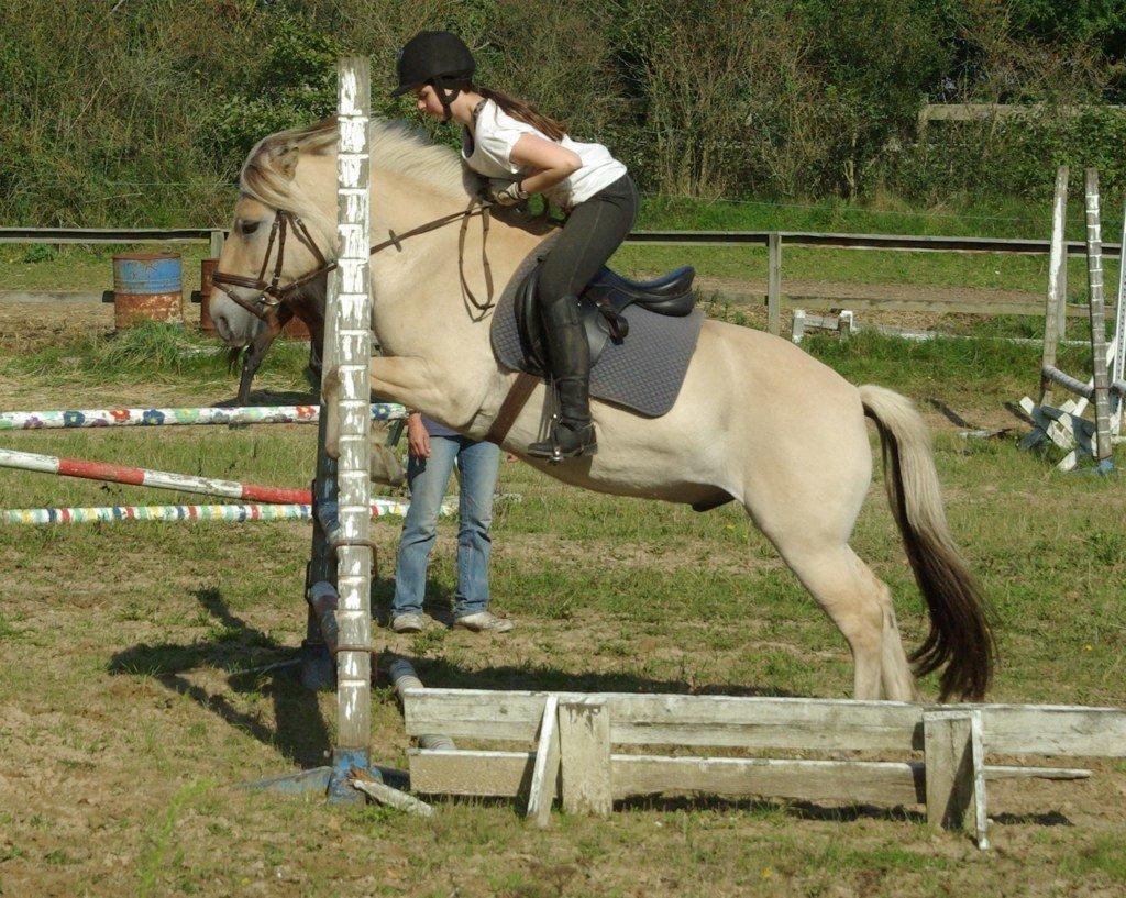 Fjordhest Donald billede 12