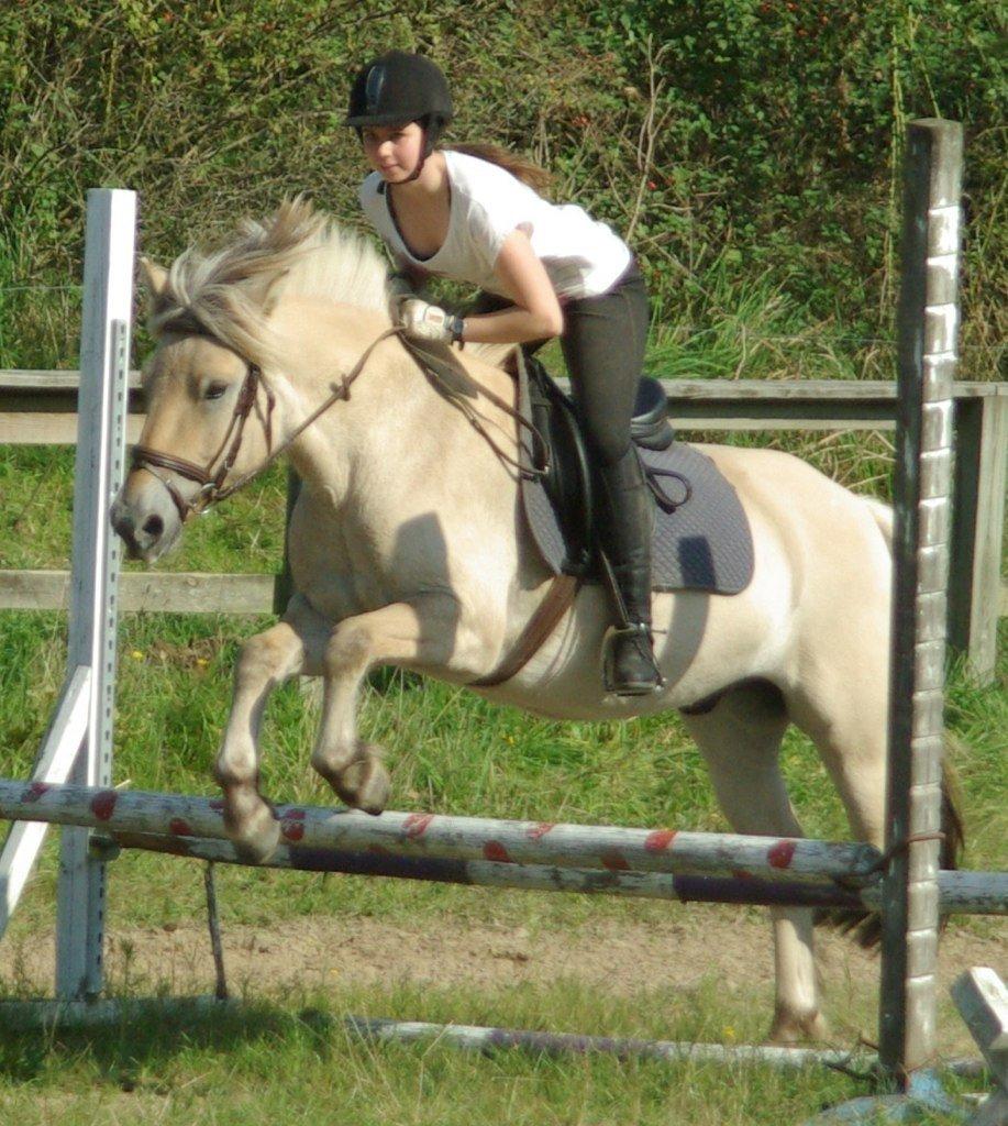 Fjordhest Donald billede 13