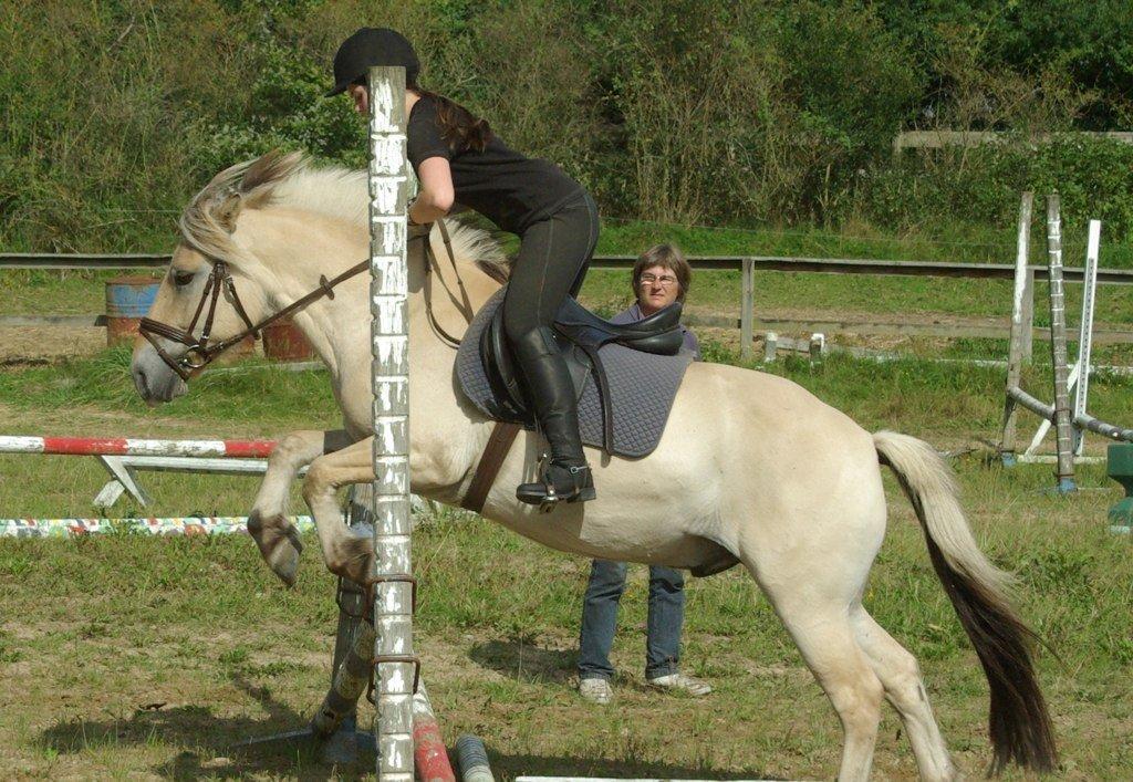 Fjordhest Donald billede 14