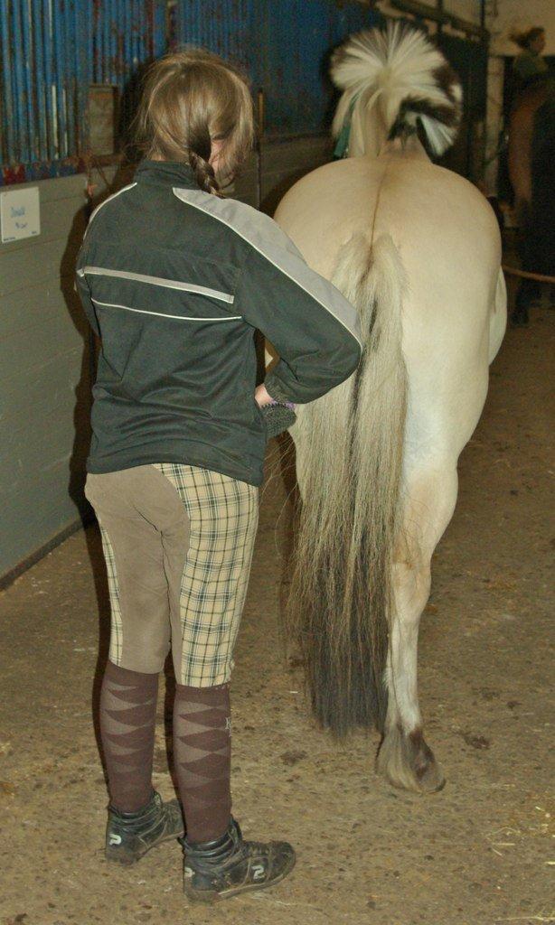 Fjordhest Donald billede 15