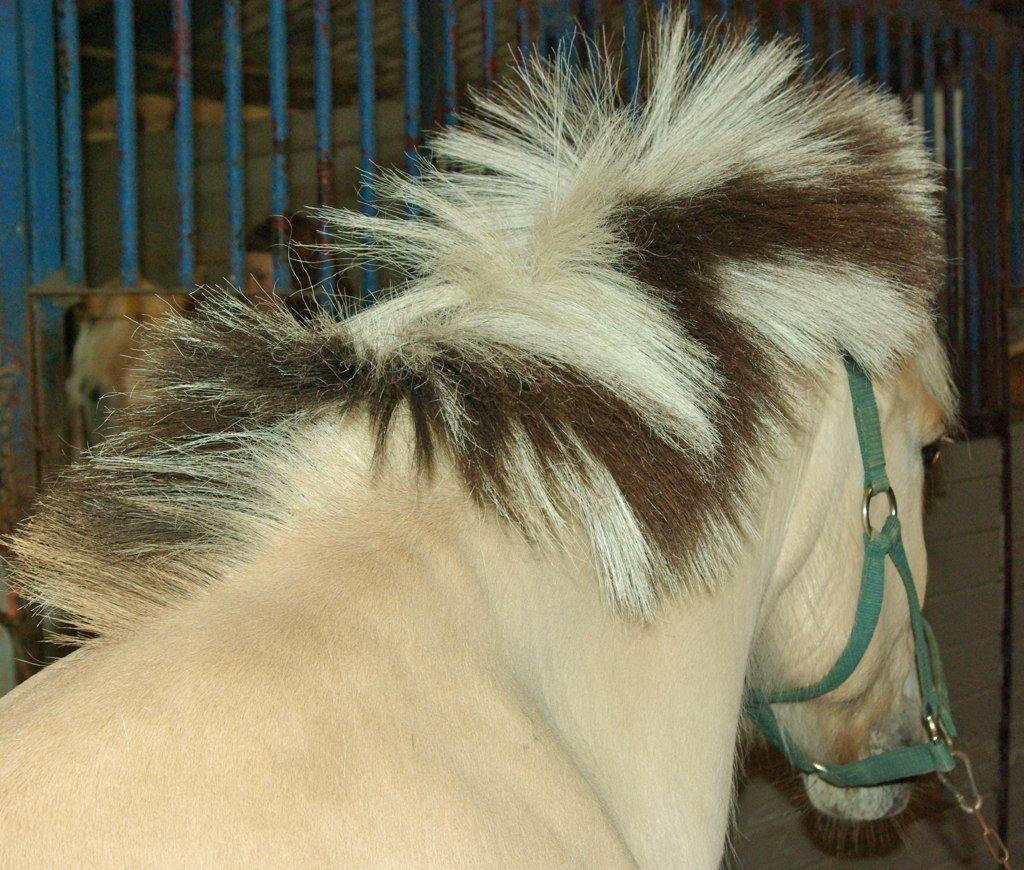 Fjordhest Donald billede 16